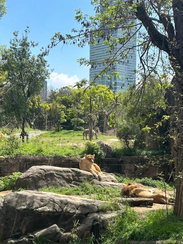 Reifa宿泊動物園前2 公寓 大阪